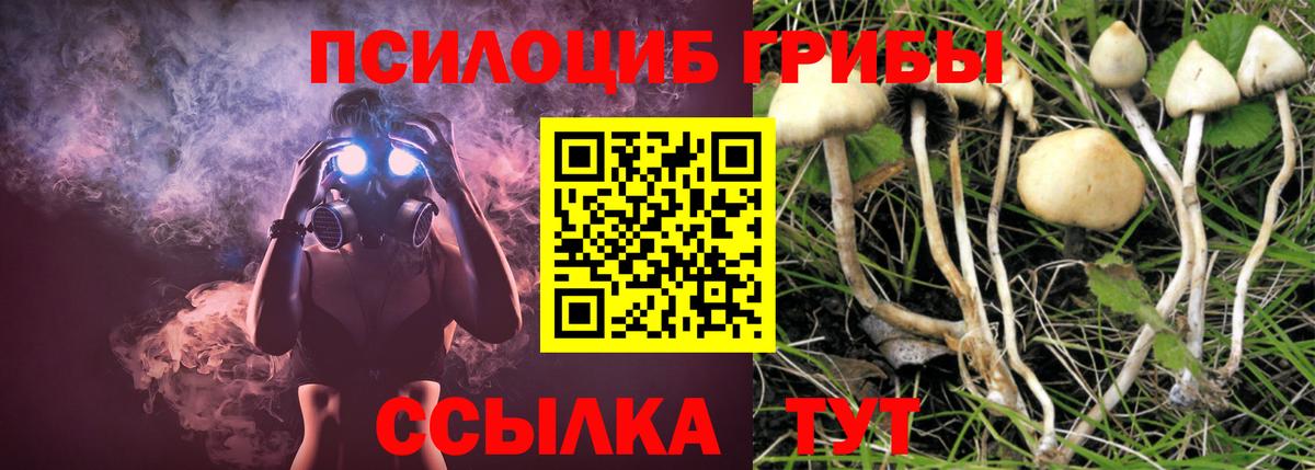 Псилоцибиновые грибы Psilocybe Кропоткин